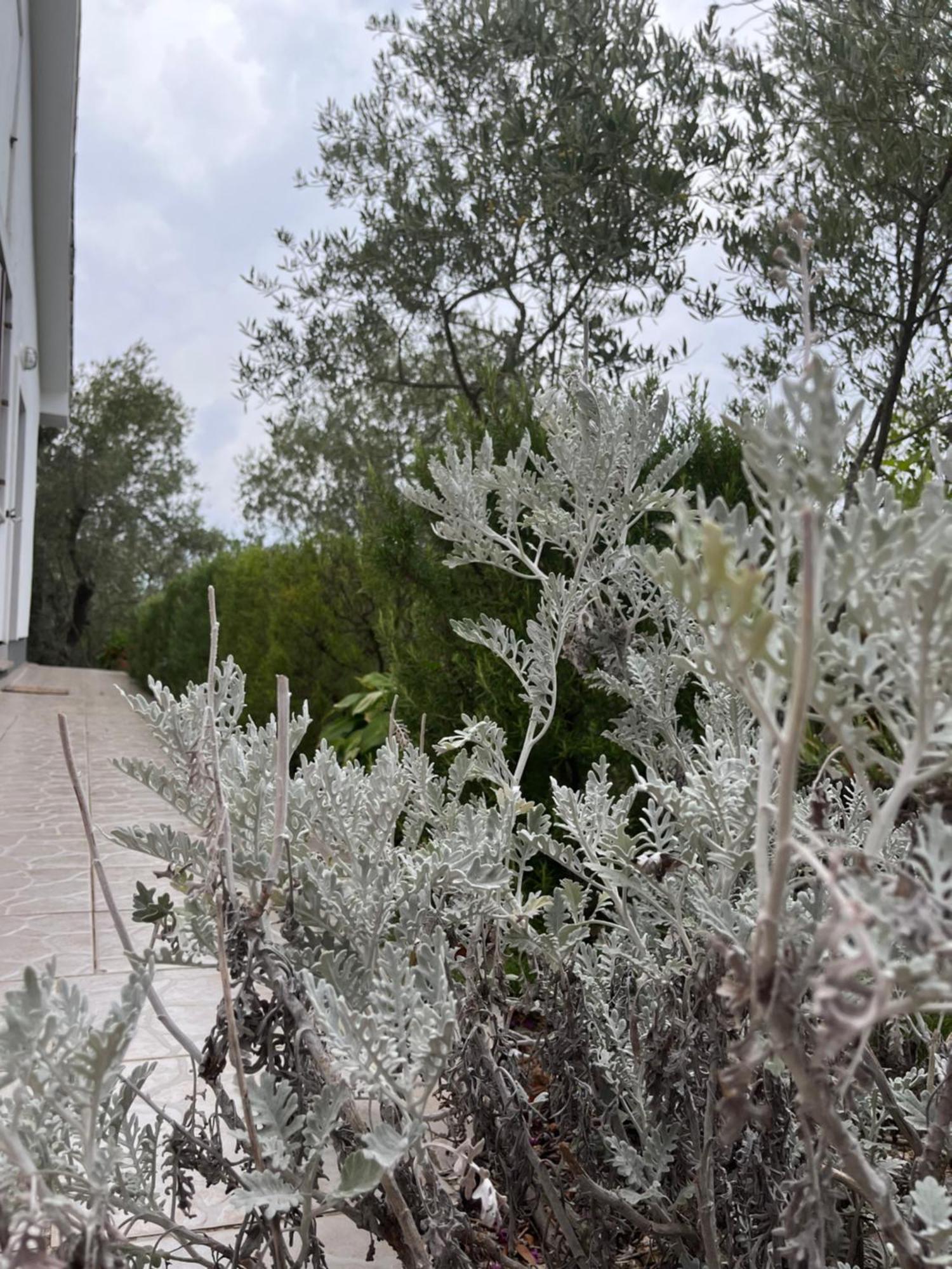 Apartman Ruza Brzac Dış mekan fotoğraf